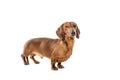 Short red Dachshund Dog, hunting dog, isolated over white background Royalty Free Stock Photo