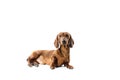 Short red Dachshund Dog, hunting dog, isolated over white background Royalty Free Stock Photo