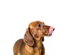 Short red Dachshund Dog, hunting dog, isolated over white background Royalty Free Stock Photo