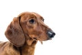 Short red Dachshund Dog, hunting dog, isolated over white background Royalty Free Stock Photo