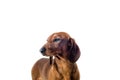 Short red Dachshund Dog, hunting dog, isolated over white background Royalty Free Stock Photo