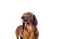 Short red Dachshund Dog, hunting dog, isolated over white background Royalty Free Stock Photo