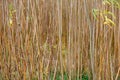 Short rotation young willow coppice trees - stock photo Royalty Free Stock Photo