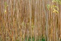 Short rotation young willow coppice trees - stock photo