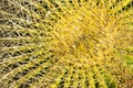 Short sharp spikes in all directions of a green cactus plant close together Royalty Free Stock Photo