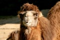 Short shot of a Bactrian or Asian camel Camelus bactrianus