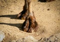 Short shot of the front leg of a Bactrian or Asian camel Camelus bactrianus