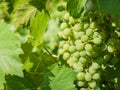 Short shot of Grapes growing on the branch of a vine surrounded by large green leaves