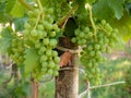 Short shot of Grapes growing on the branch of a vine surrounded by large green leaves Royalty Free Stock Photo
