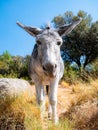 Funny image of a beautiful gray donkey surrounded by nature