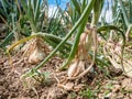 Short shot of onions Allium cepa sticking out of the ground