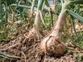 Short shot of onions Allium cepa sticking out of the ground