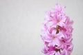 Short shot of Pink flowers with white touches of a Hyacinth plant Hyacinthus