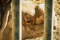 Short shot of a white rhinoceros Ceratotherium simum behind a security gate Royalty Free Stock Photo