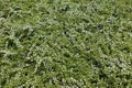 Short shrub of Cotoneaster horizontalis in bloom Royalty Free Stock Photo