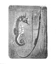 Short-snouted seahorse hippocampus antiquorum old Antique illustration from Brockhaus Konversations-Lexikon 1908