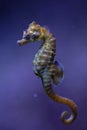 Short-snouted seahorse Hippocampus hippocampus.