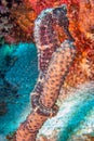 Short-snouted seahorse,Hippocampus hippocampus