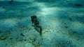 Short snouted seahorse Hippocampus hippocampus undersea, Aegean Sea, Greece.