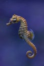 Short-snouted seahorse (Hippocampus hippocampus).