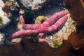 Short-spined Sea Star - Pisaster brevispinus