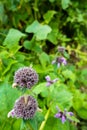 Short-stalked catmint, Nepeta subsessilis purple flowers and buds in the foothills of the Himalayas. Himachal Pradesh