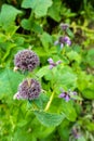 Short-stalked catmint, Nepeta subsessilis purple flowers and buds in the foothills of the Himalayas. Himachal Pradesh