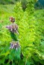 Short-stalked catmint, Nepeta subsessilis purple flowers and buds in the foothills of the Himalayas. Himachal Pradesh