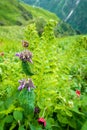 Short-stalked catmint, Nepeta subsessilis purple flowers and buds in the foothills of the Himalayas. Himachal Pradesh