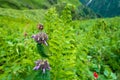 Short-stalked catmint, Nepeta subsessilis purple flowers and buds in the foothills of the Himalayas. Himachal Pradesh