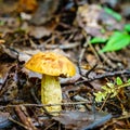 Short-stalked Suillus