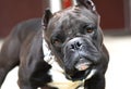 Short stocky American Bully dog with cropped ears