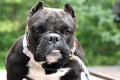 Short stocky American Bully dog with cropped ears