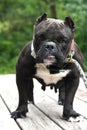 Short stocky female American Bully dog with cropped ears Royalty Free Stock Photo