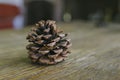 One Short and Stout Pinecone on a Farm Table