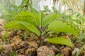 Side View Of A Small Leaf Of Life Plant