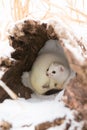 Short tail weasel in his den