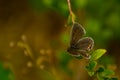 Cupido argiades butterfly open wing on leaf