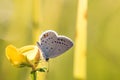 Short-tailed blue or tailed Cupid (Cupido argiades) on yellow fl