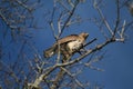 Short-tailed hawk (buteo brachyurus)