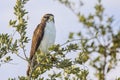 Short-tailed Hawk Perched On A Tree