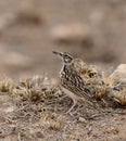 Short-tailed Lark, Spizocorys fremantlii Royalty Free Stock Photo
