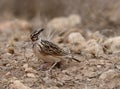 Short-tailed Lark, Spizocorys fremantlii Royalty Free Stock Photo