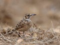 Short-tailed Lark, Spizocorys fremantlii Royalty Free Stock Photo