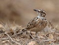 Short-tailed Lark, Spizocorys fremantlii Royalty Free Stock Photo