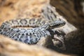 short-tailed pit viper (Gloydius brevicauda)