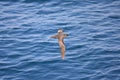 Short-tailed Shearwater in Japan Royalty Free Stock Photo