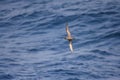 Short-tailed Shearwater in Japan Royalty Free Stock Photo