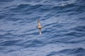 Short-tailed Shearwater in Japan Royalty Free Stock Photo