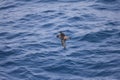 Short-tailed Shearwater in Japan Royalty Free Stock Photo